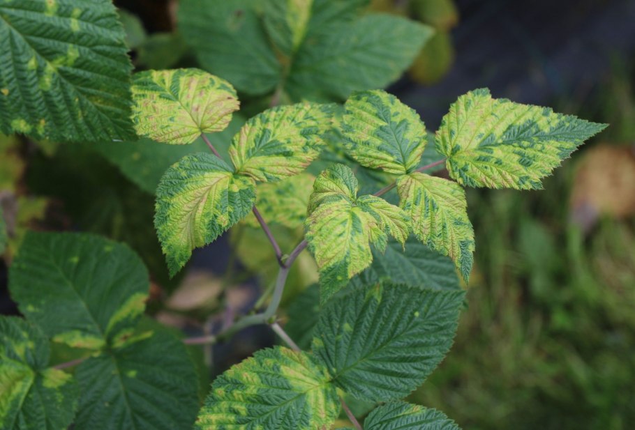 Малина хлороз листьев