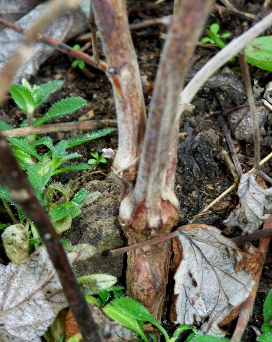Малинная стеблевая галлица