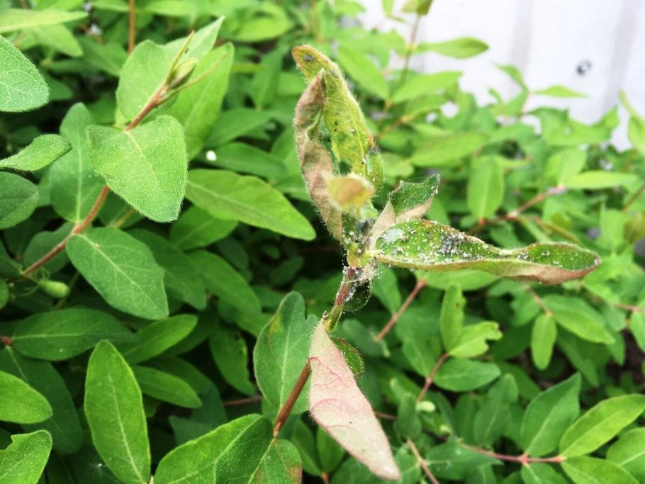 Аскохитозная пятнистость жимолость