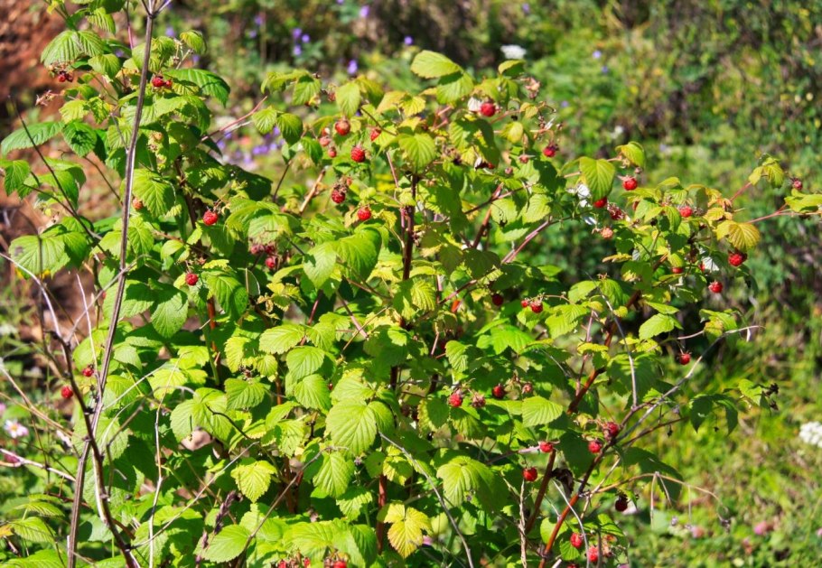 Самшит порыжел