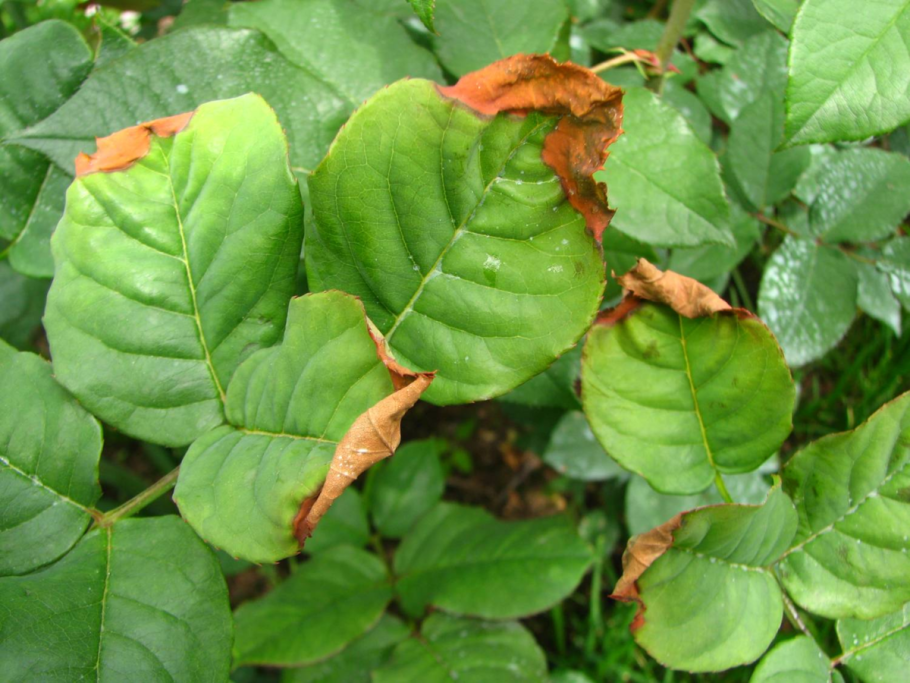 Акация болезни мучнистая роса