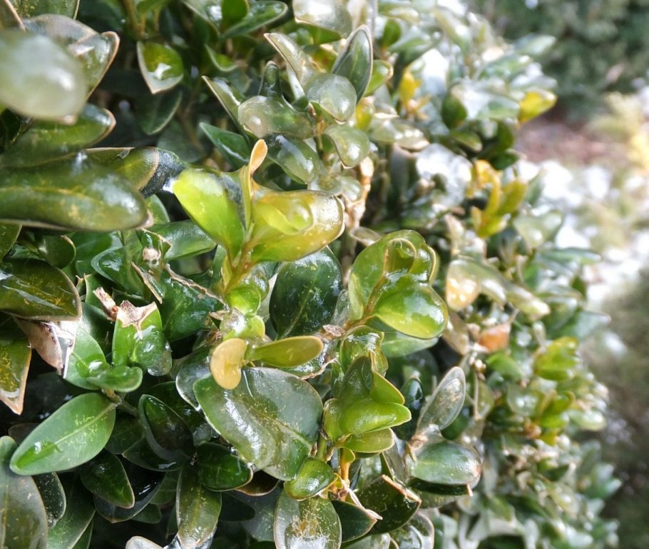 Цитоспороз смородины