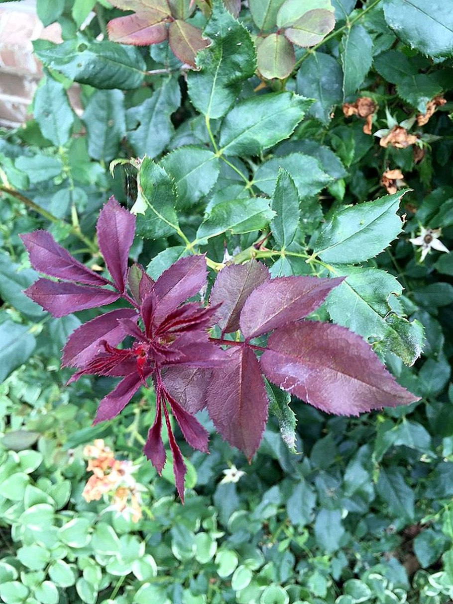 Болезни жасмина чубушника