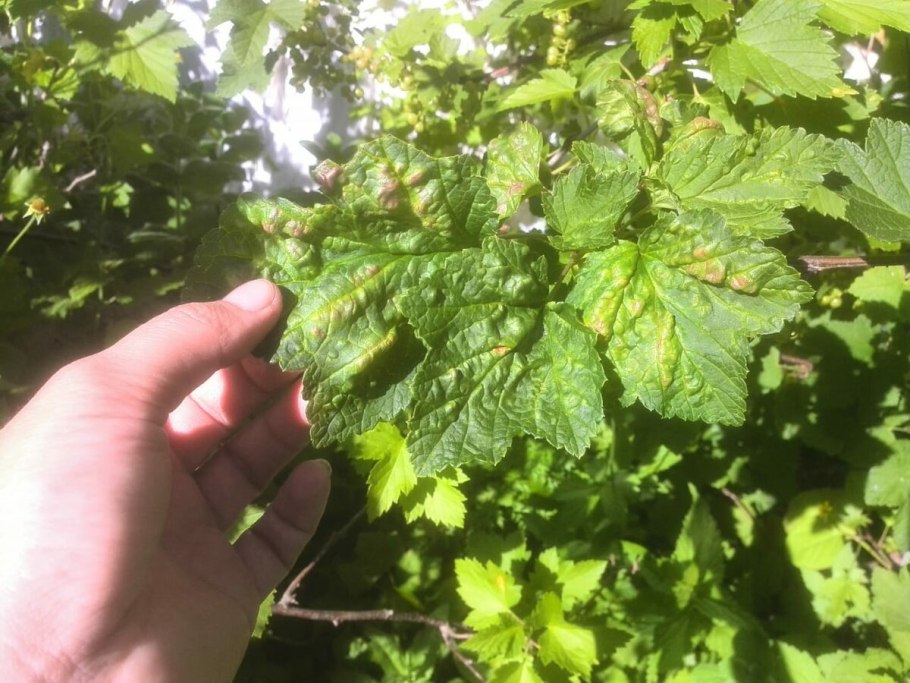 Листовая галловая тля смородина