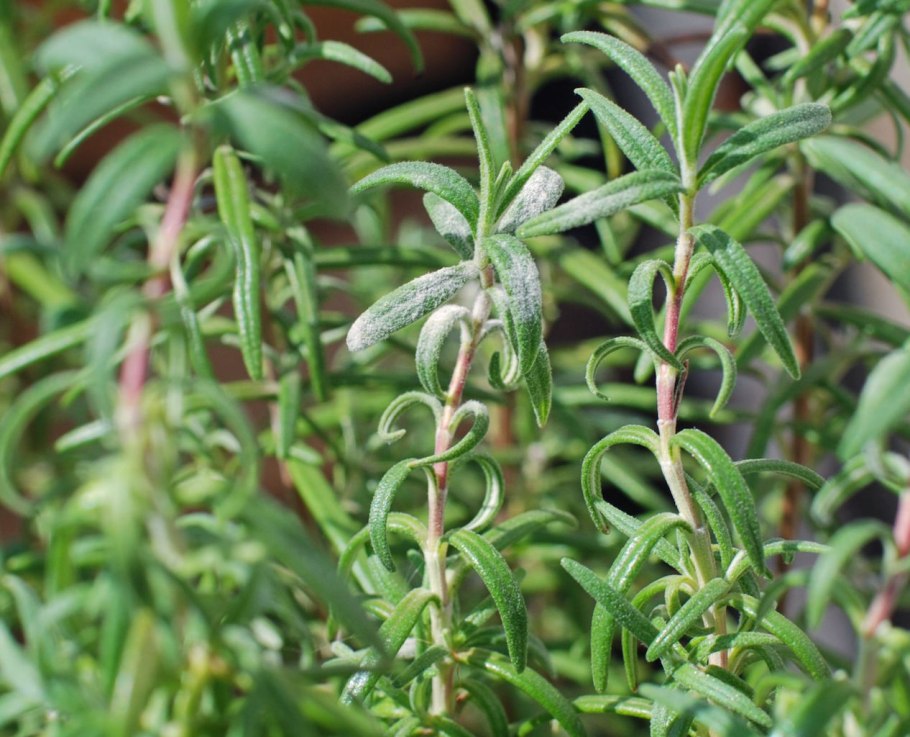 Куст крыжовника осенью