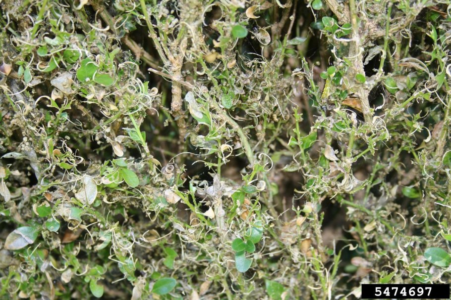 Паутинный клещ канабис