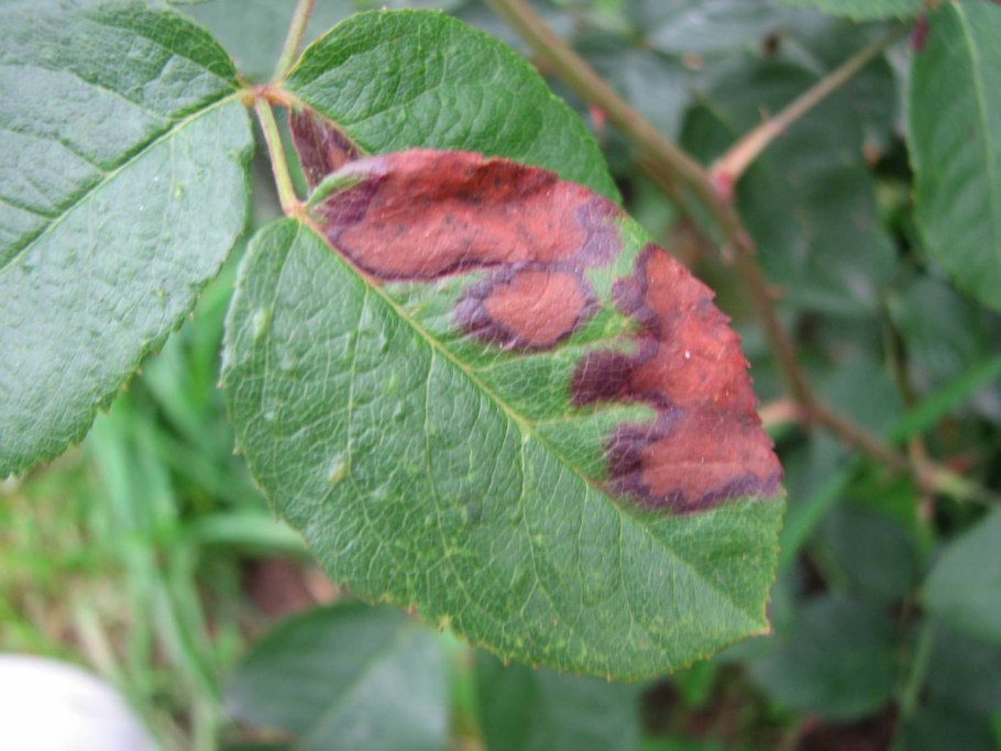 Краевой некроз смородины