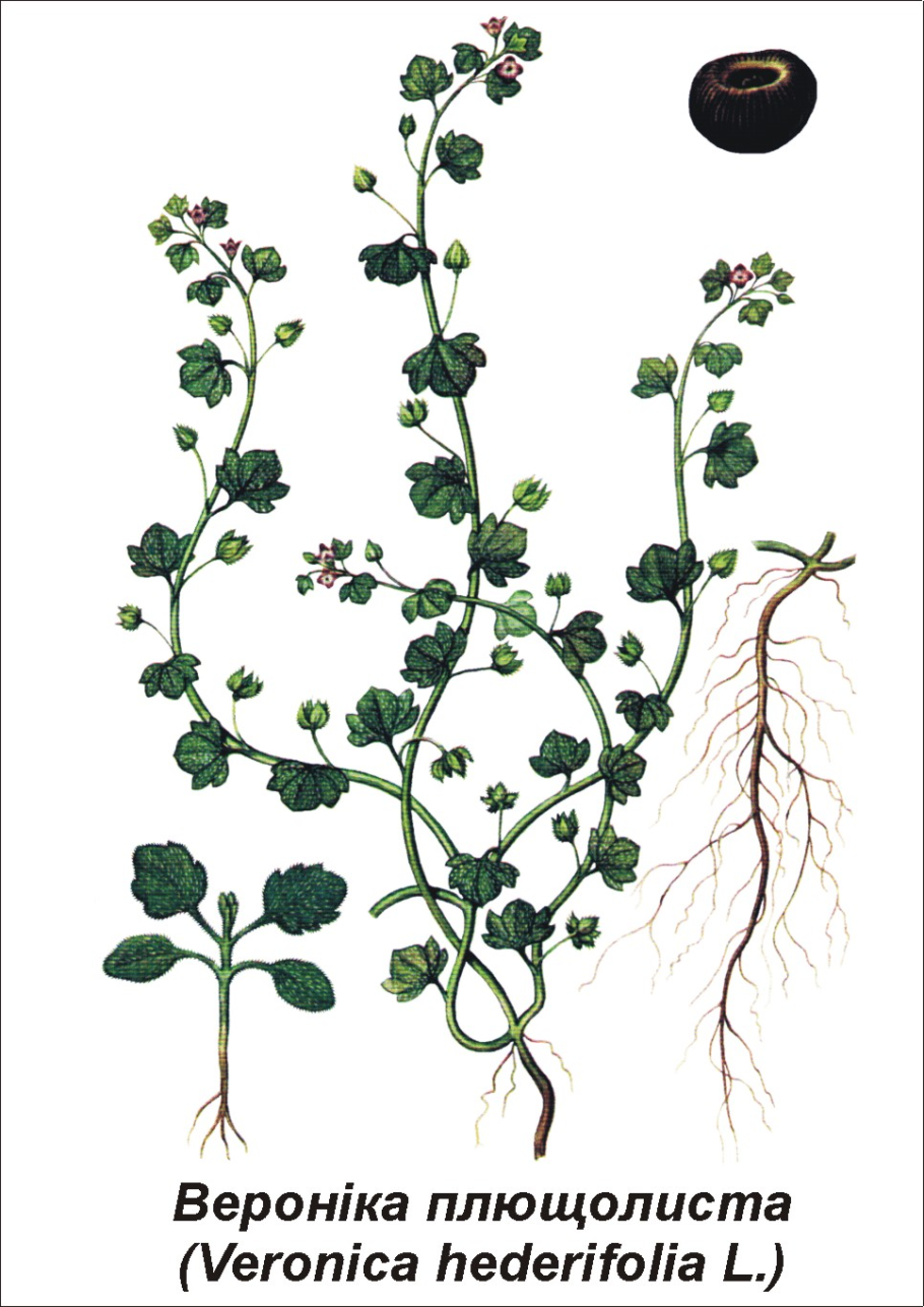 Сорняк Вероника плющевидная