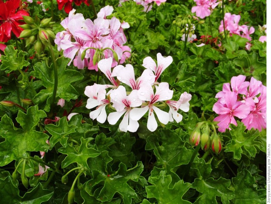 Пеларгония каскадная плющелистная