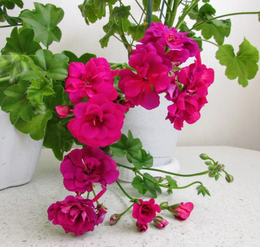 Бернардо пеларгония плющелистная