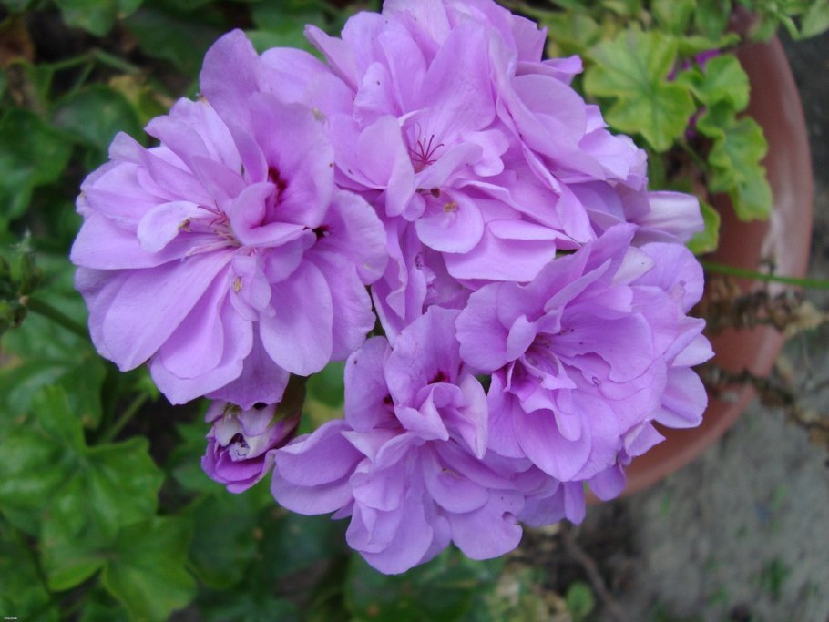 Пеларгония плющелистная лавандовая