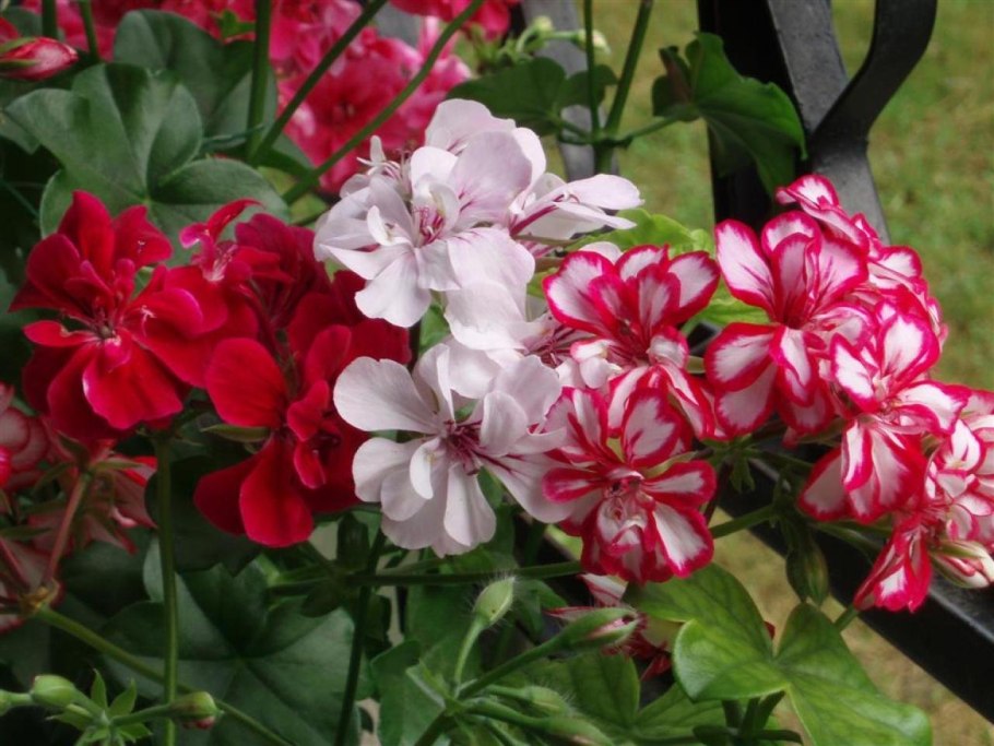 Пеларгония плющелистная джайнт