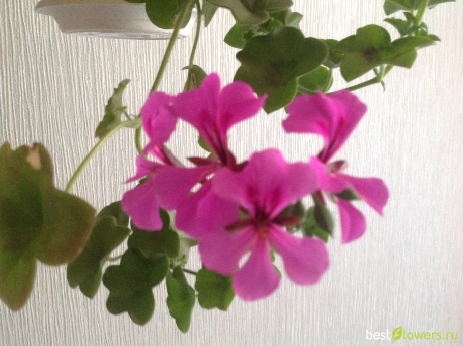 Пеларгония ампельная летний дождь