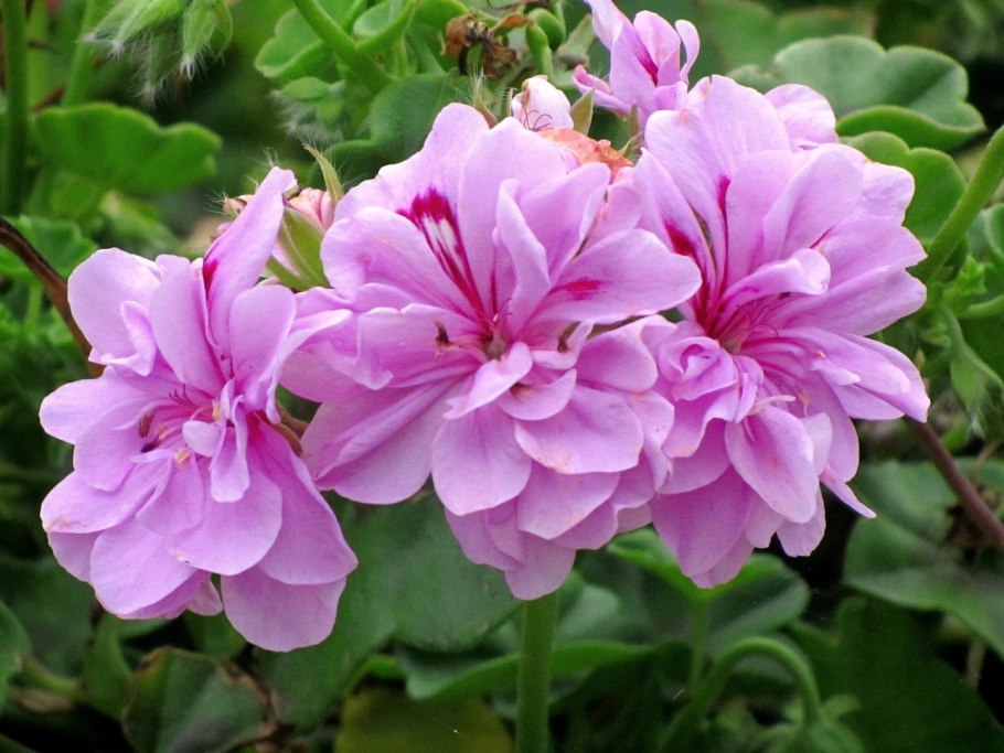 Плющелистная пеларгония