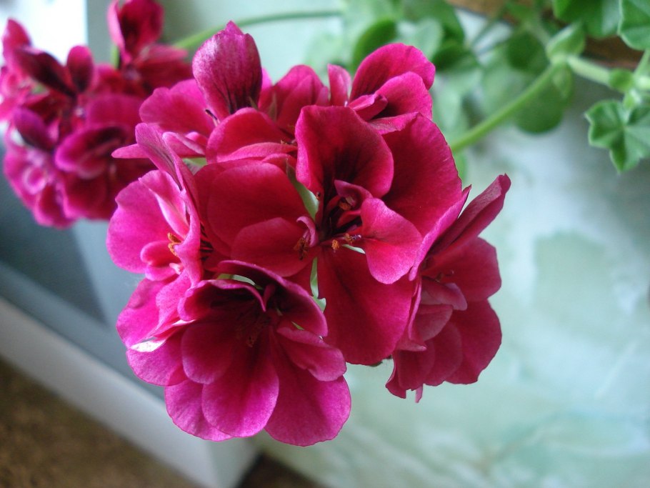 Герань пеларгония