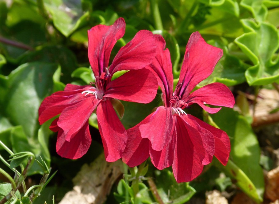 Пеларгония плющелистная рич аут