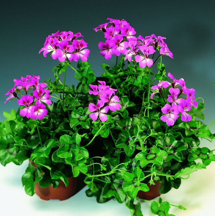 Пеларгония ампельная летний дождь