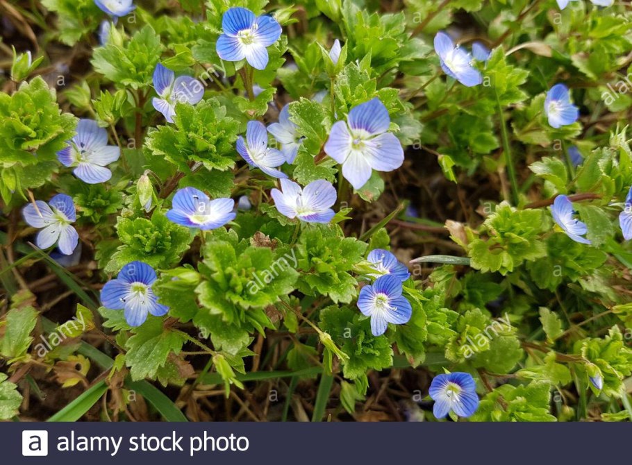 Вероника плющелистная всходы