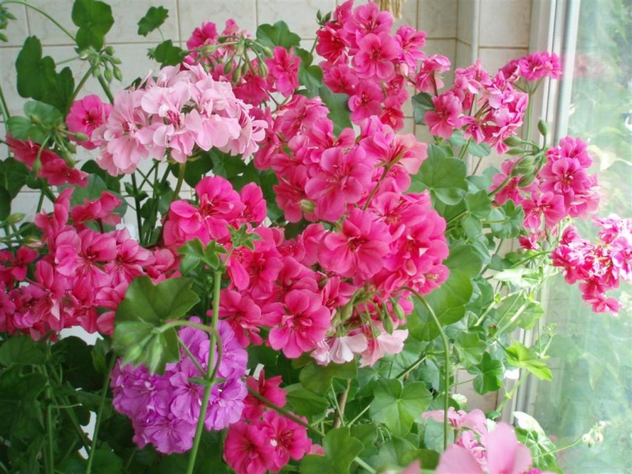 Pac harmony пеларгония