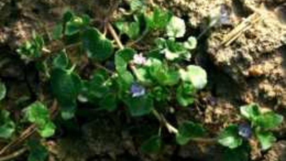 Veronica hederifolia