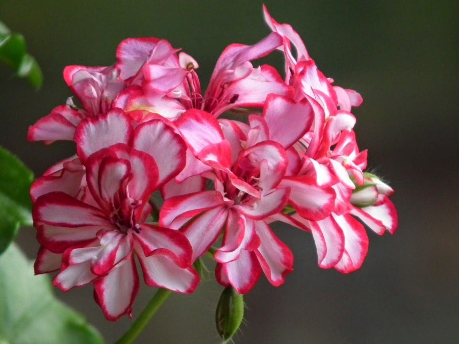 Пеларгония pelargōnium pac mary