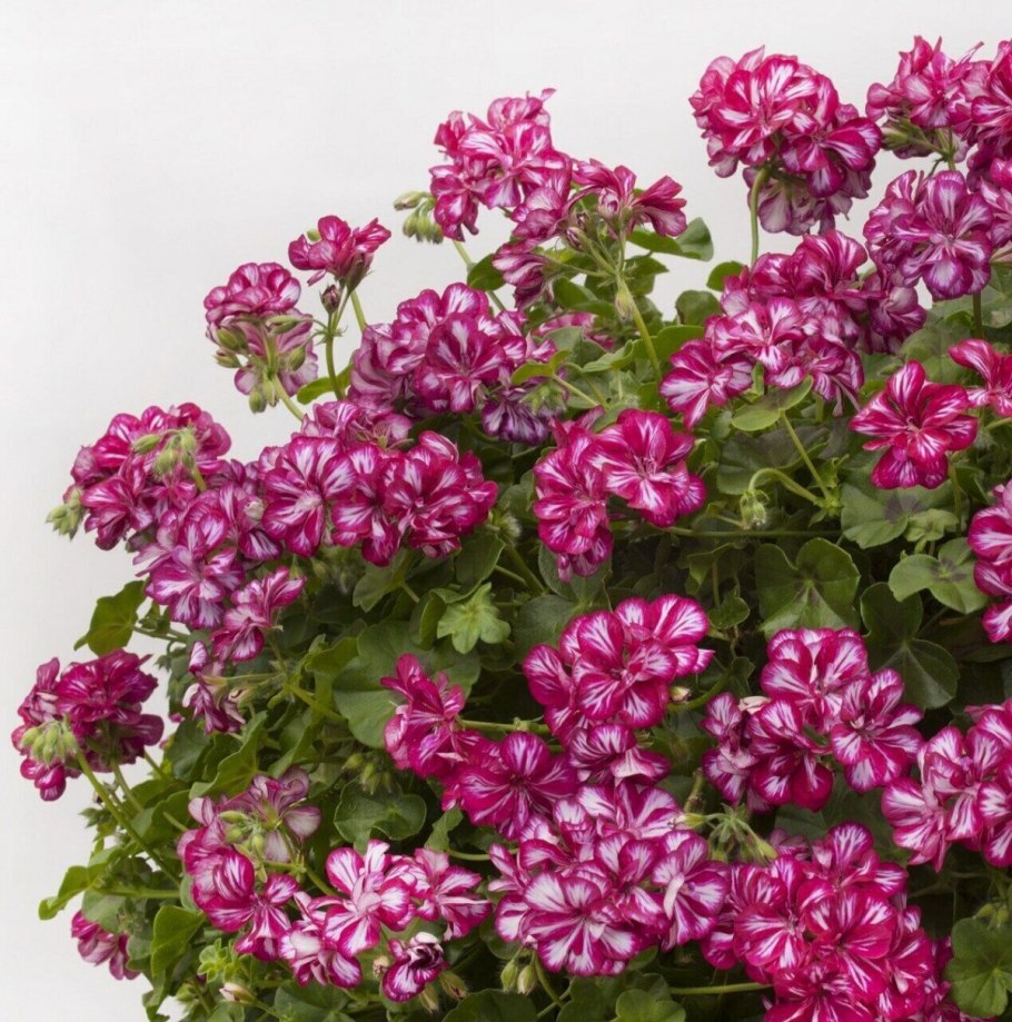 Пеларгония мерлезон2