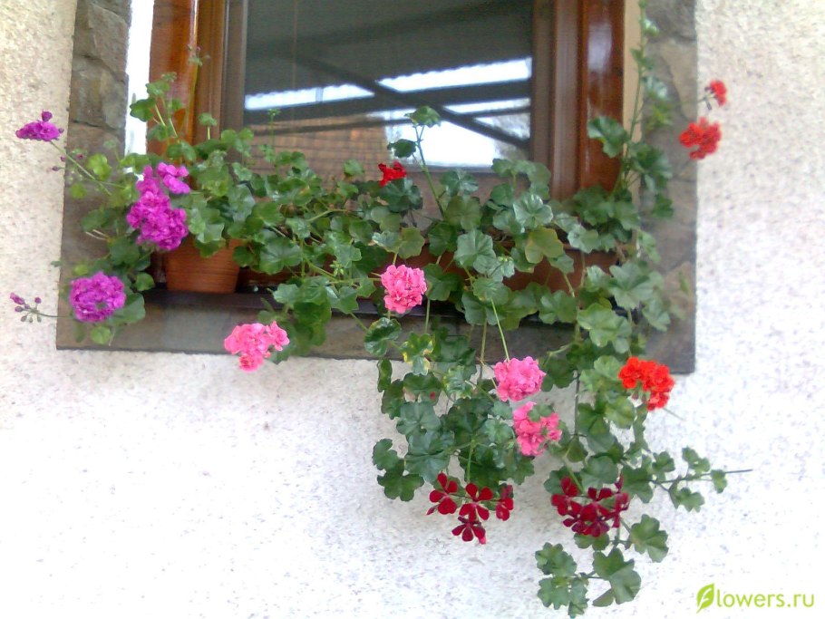 Пеларгония плющелистная toscana balkon stellena