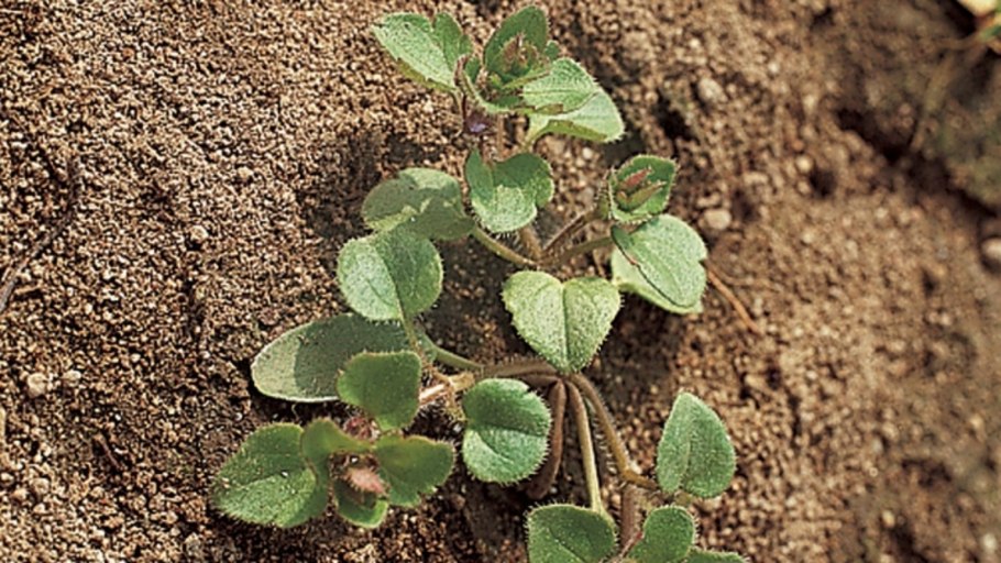 Вероника плющелистная семена