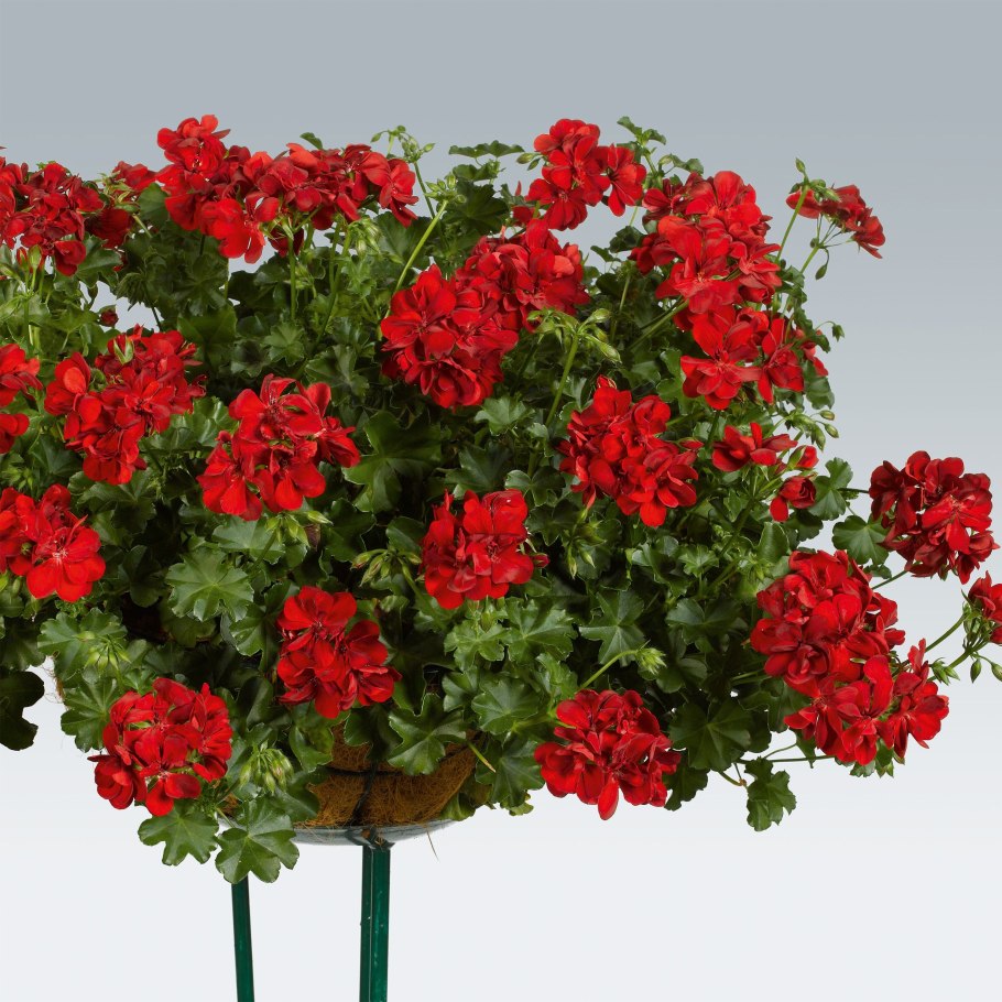 Пеларгония плющелистная pac ruby