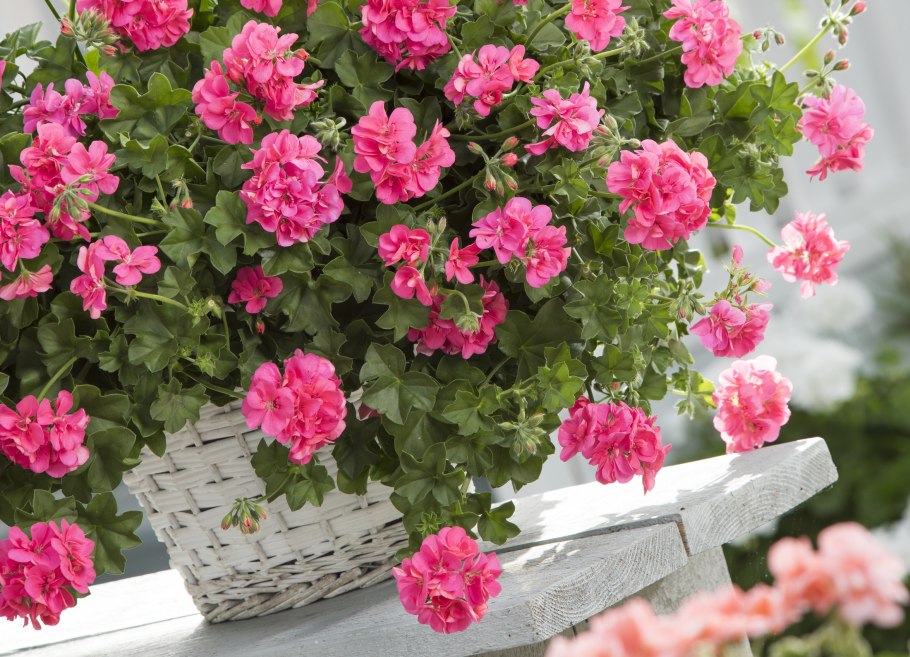 Пеларгония ампельная сорта