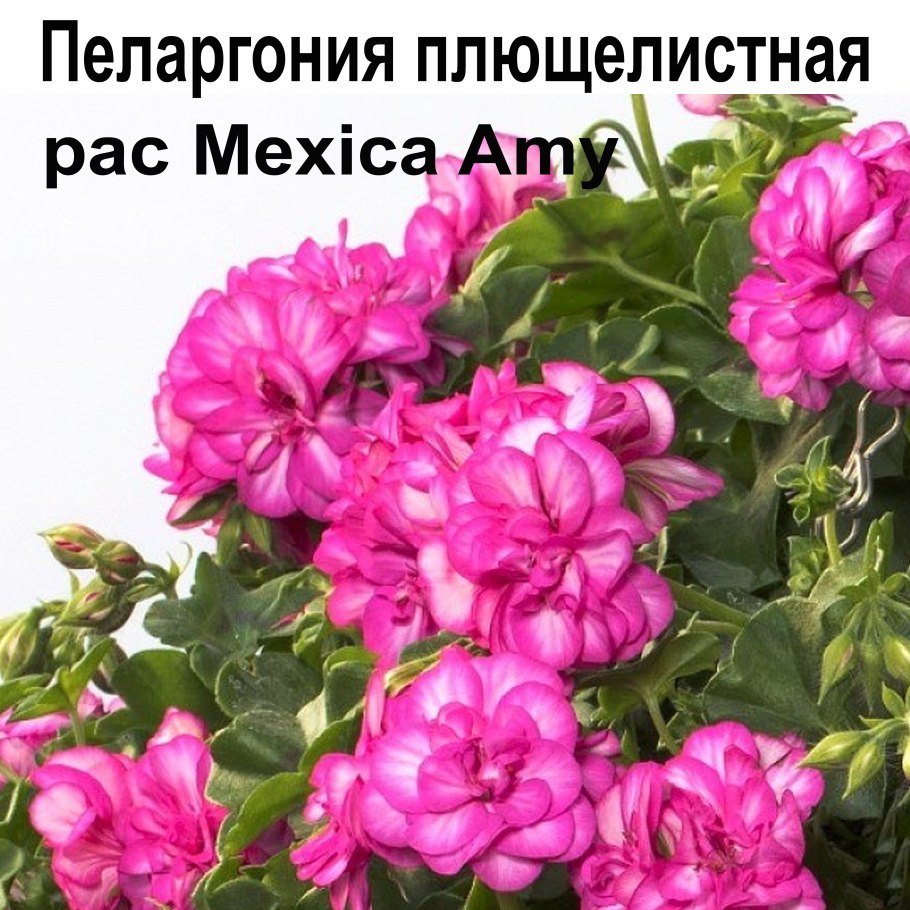 Петуния Amore King