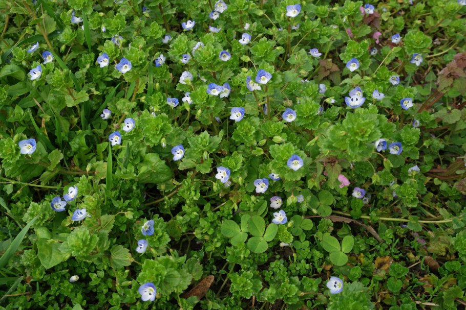 Вероника плющелистная сорняк