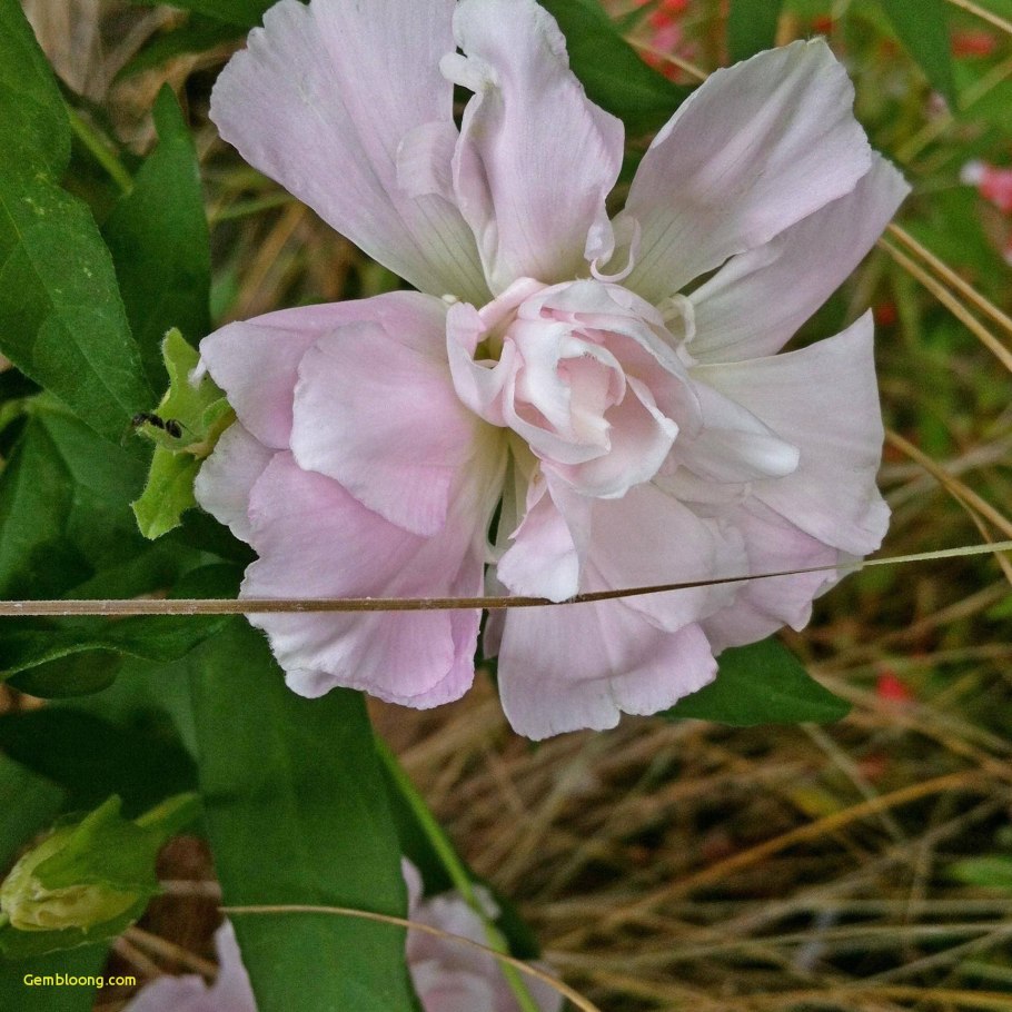 Лиана калистегия
