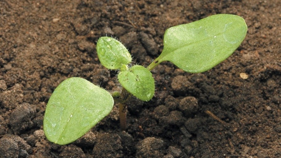 Росток рассады огурца