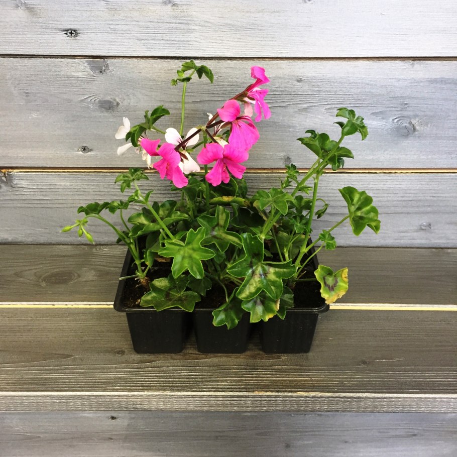 Пеларгония плющевидная ампельная