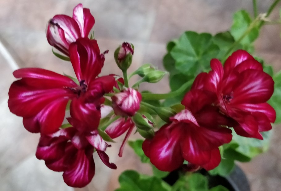 Пеларгония джайнт вельвет