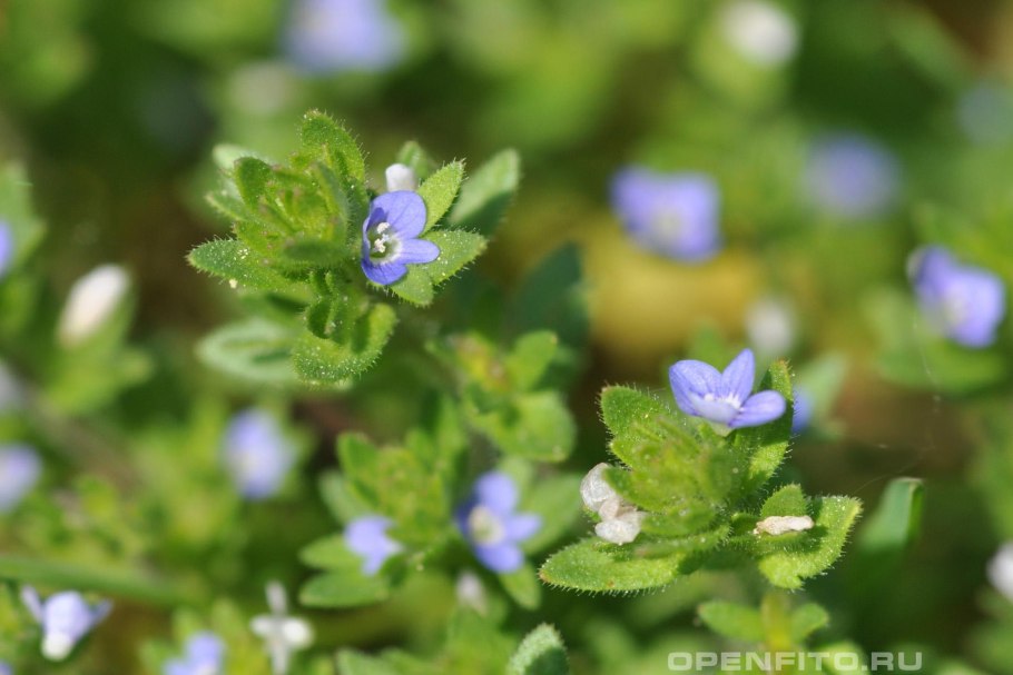 Плющелистная пеларгония Торнадо биколор!