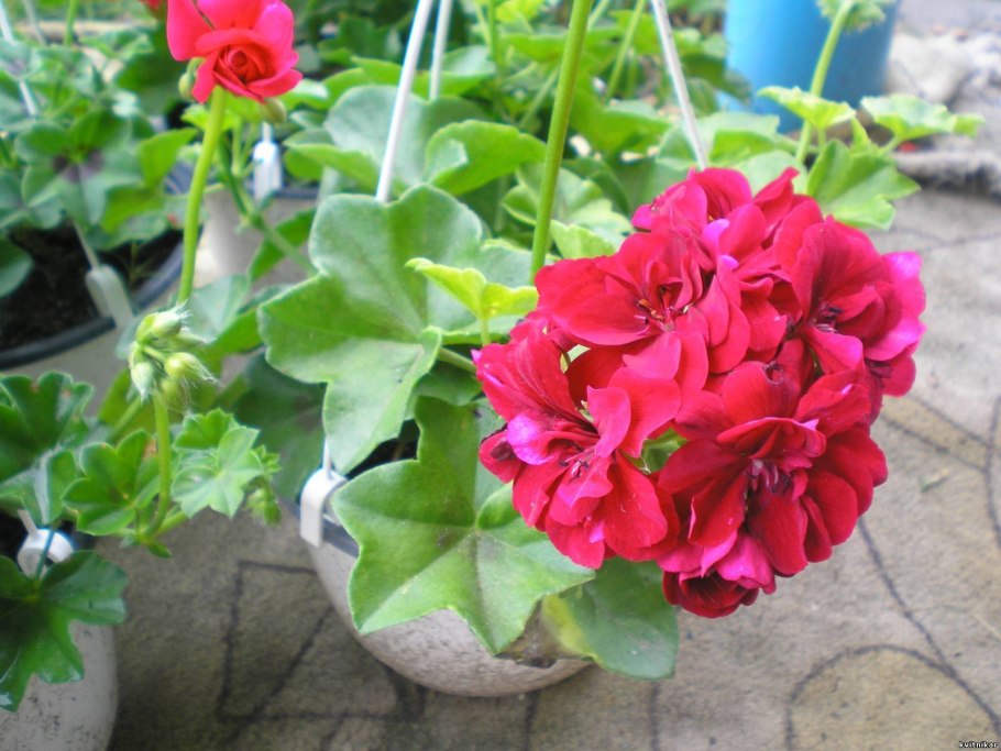 Ампельная пеларгония