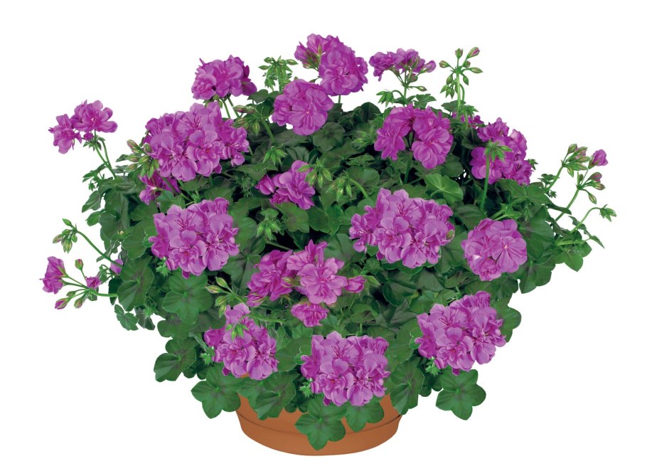 Пеларгония плющелистная Toscana Rainbow Amethyst (13103)