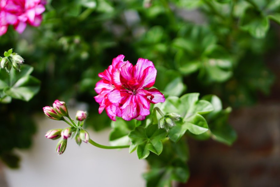 Вероника плющелистная семена