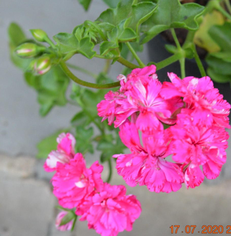 Пеларгония cerise carnation