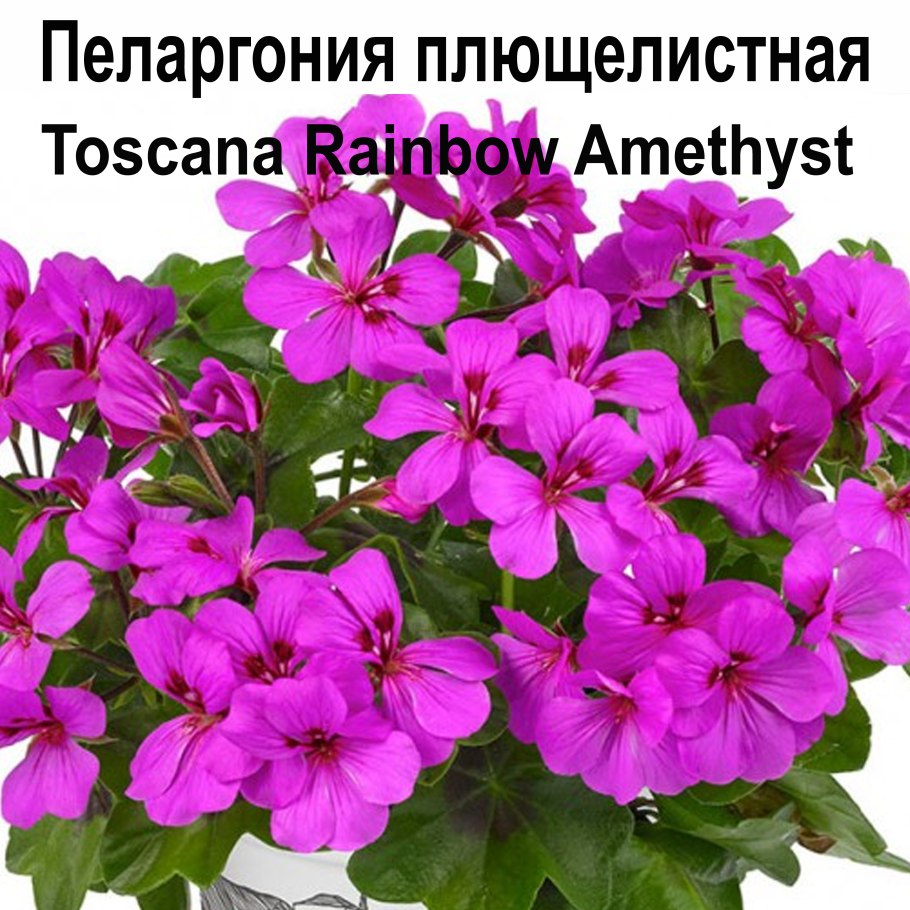 Пеларгония неон пурпл