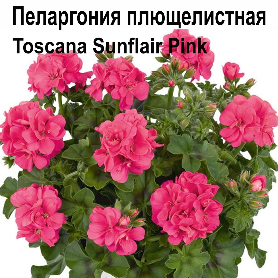 Пеларгония плющелистная санфлаер пинк