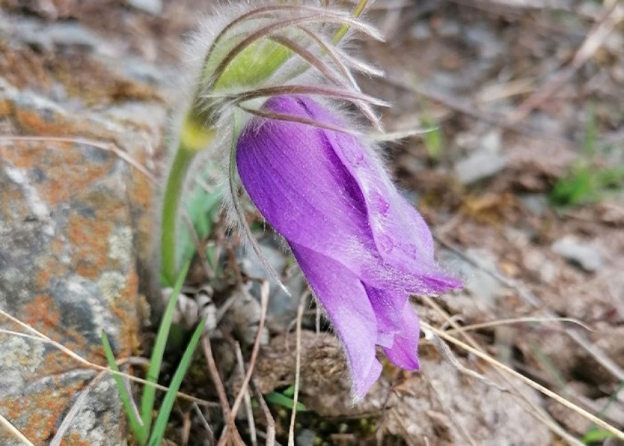 Прострел Пульсатилла