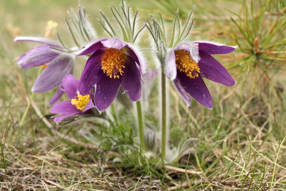 Pulsatilla Koreana