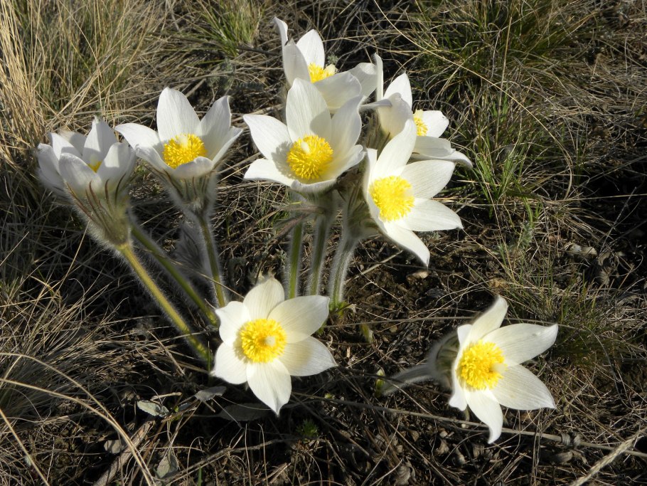 Прострел Альпийский