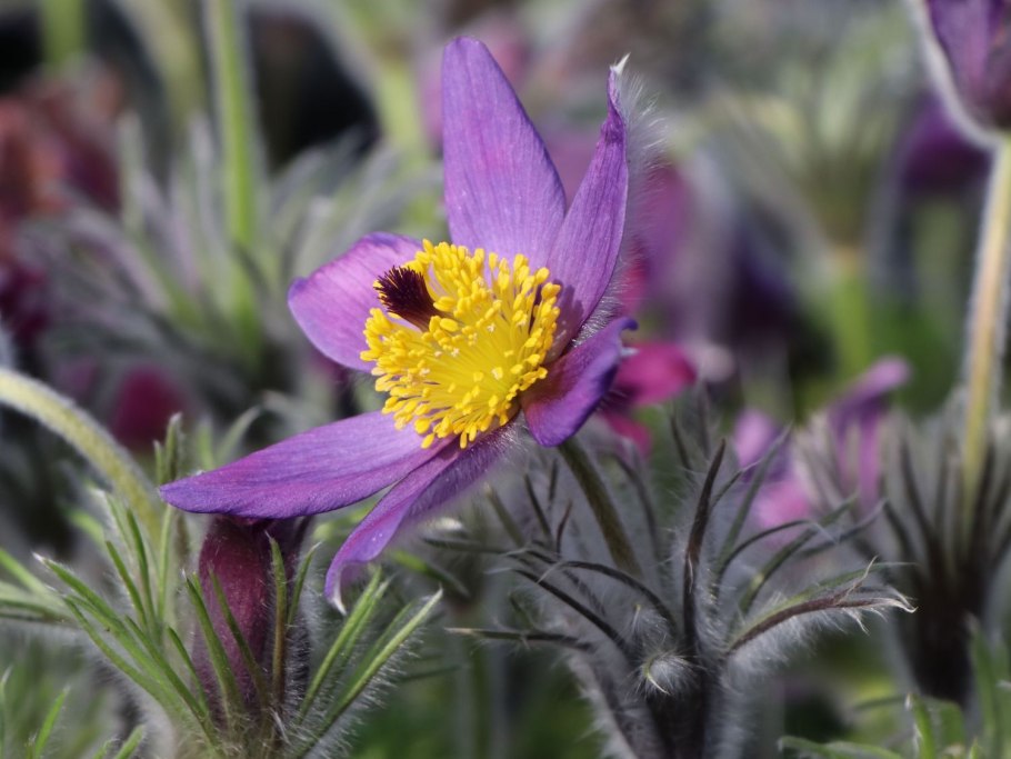 Pulsatilla vulgaris