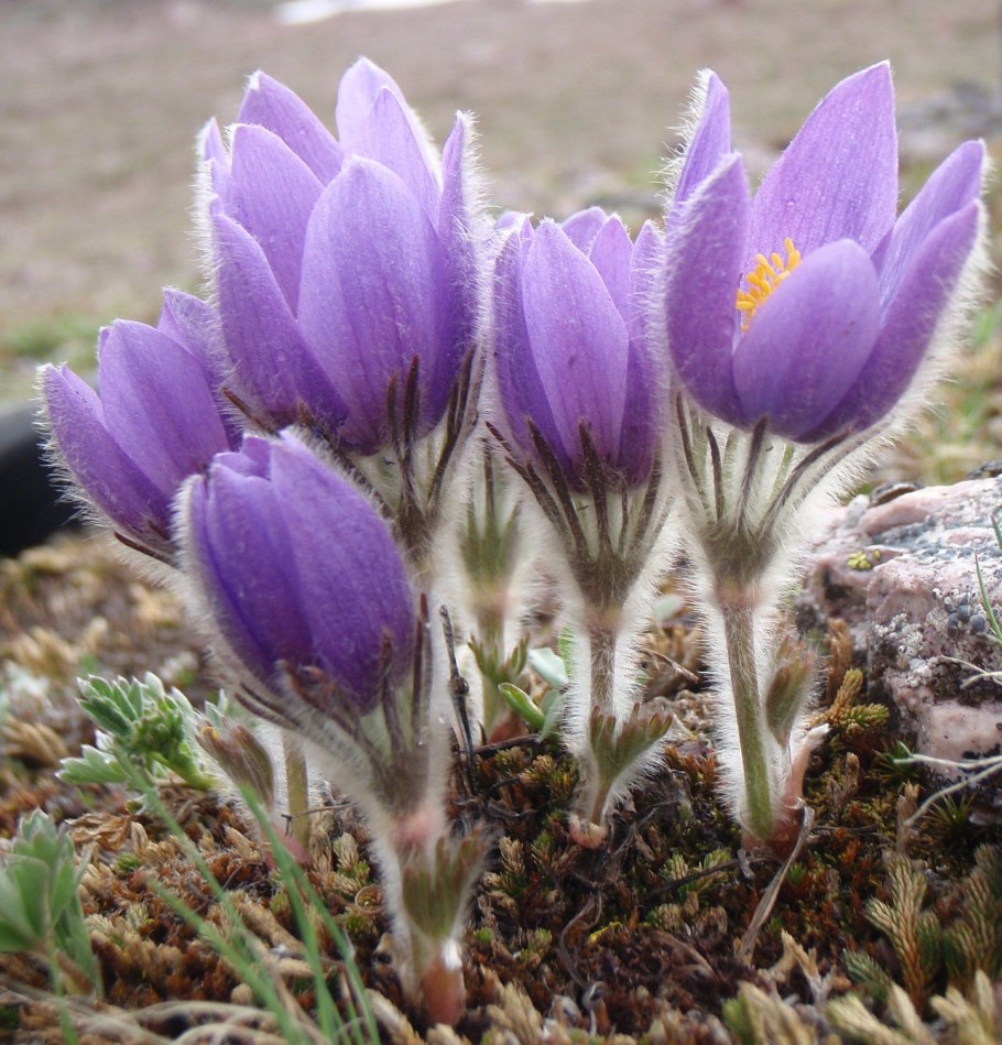 Anemone pulsatilla vulgaris alba