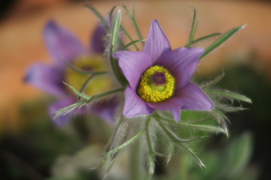 Pulsatilla patens