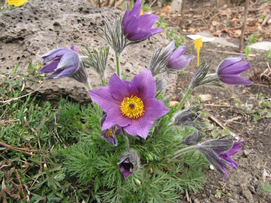 Прострел обыкновенный (Pulsatilla vulgaris)